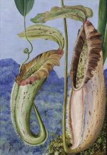 jpeg-optimizer_Marianne North - A New Pitcher Plant from the Limestone Mountains of Sarawak, B...jpg