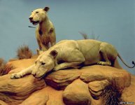 _79378346_tsavo-colour[1].jpg