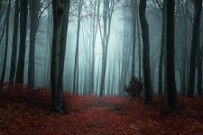 2-dark-foggy-forest-toma-bonciu.jpg