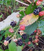 (t)Horny Bastards.jpg