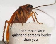 cockroach.jpg