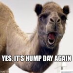 Hump-Day-Meme-300x300.jpg