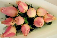 10 roses (AFF Chn).jpg