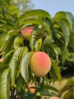 Peaching.jpg