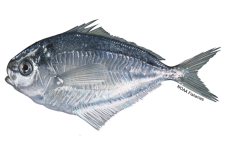 640x427-Butterfish-NOAAFisheries.png