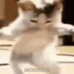 cat.gif