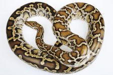 burmese-python--.jpg