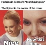 spider.jpg