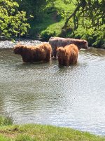 Cows water.jpg