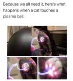 because-all-need-heres-happens-cat-touches-plasma-ball.jpeg