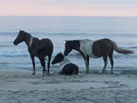 assateague3.jpg