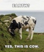 dairy-cow-earth-yes-this-is-cow.jpeg