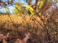 sun through brambles.jpg