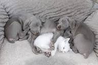 A Quadruple Cuddle Puddle! - Daily Squee - Cute Animals - Cute ...