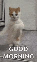 dancing-cat-dance.gif