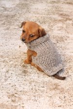 extra-small-puppy-sweater-pattern-1_2400x.jpg