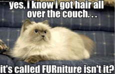 yes-know-got-hair-all-over-couch-s-called-furniture-isnt.png