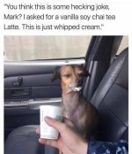 this-is-some-hecking-joke-mark-asked-vanilla-soy-chai-tea-latte-this-is-just-whipped-cream-do...jpeg