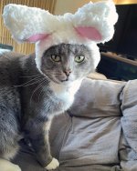 cat in a hat.jpg