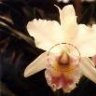 orchidhunter