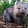Aussie_Wombat