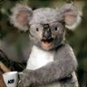 koalabear