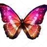 butterflymel