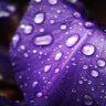 Purple_Fronds