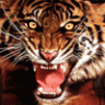 Tigerjaw