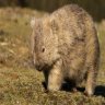 drunkwombat