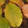 BeechLeaf
