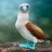 bluefooted_booby