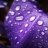 Purple_Fronds