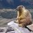 themarmot
